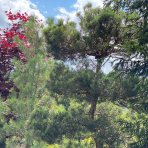 Borovica lesná (Pinus Sylvestris) - výška 250 cm, kont. C500L - BONSAJ - POSCHODOVÉ HNIEZDA (-30°C)